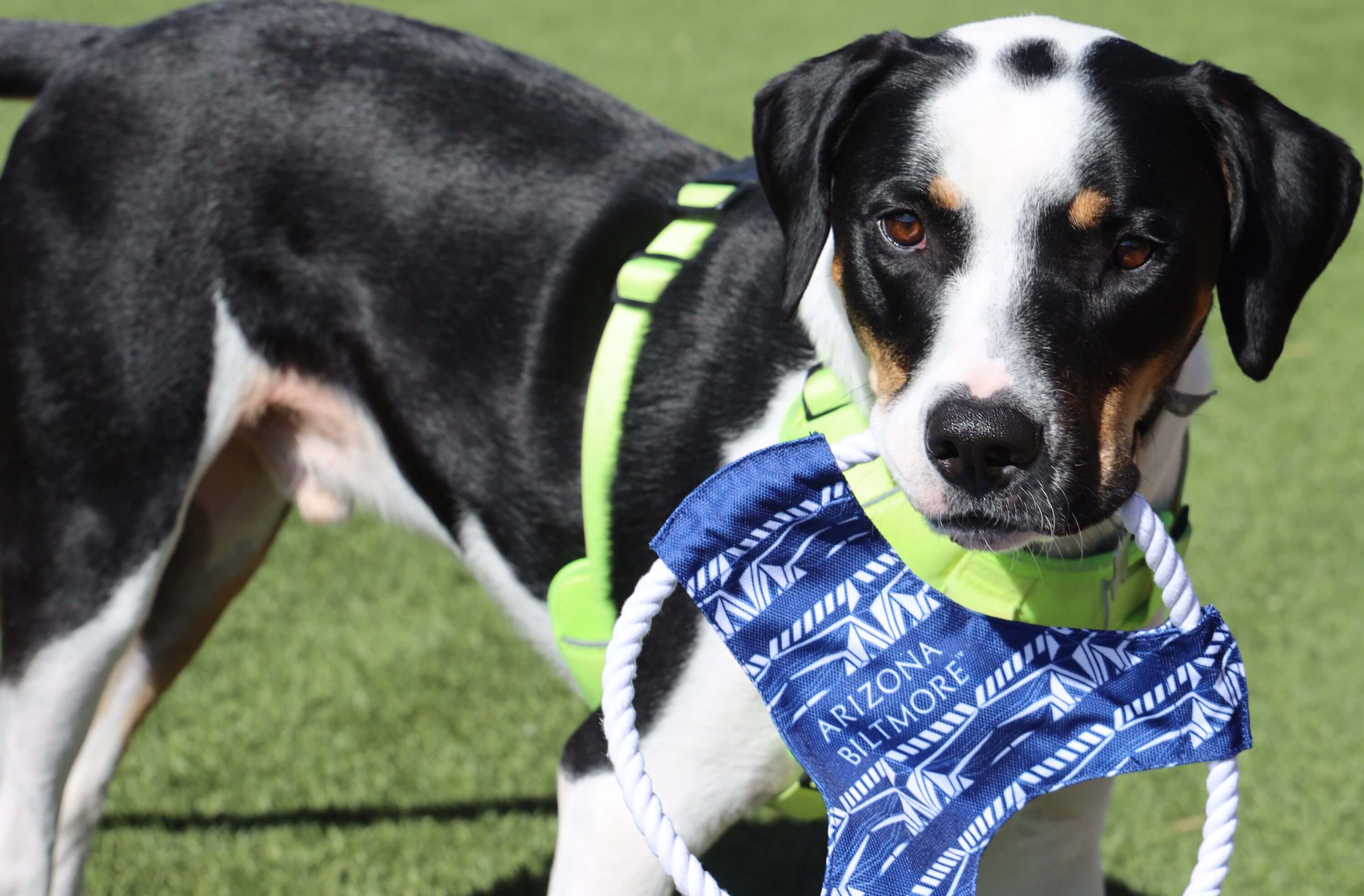 pet accessories, Introducing Arizona Biltmore’s New Line of Pet Products with PrideBites